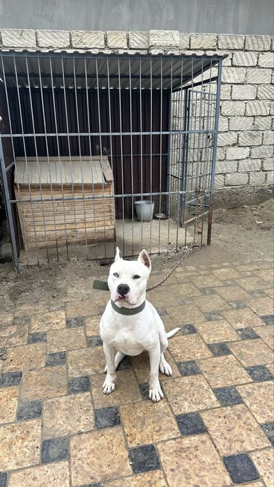 Продам стаффорда с вольером