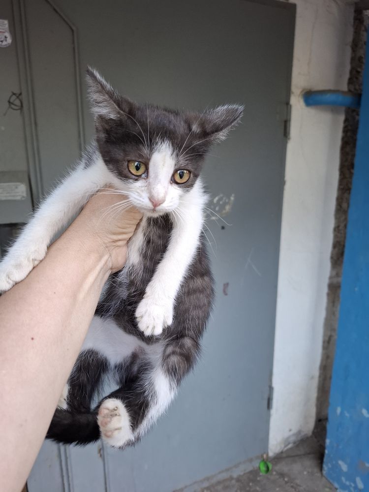 Спасите жизнь котенку