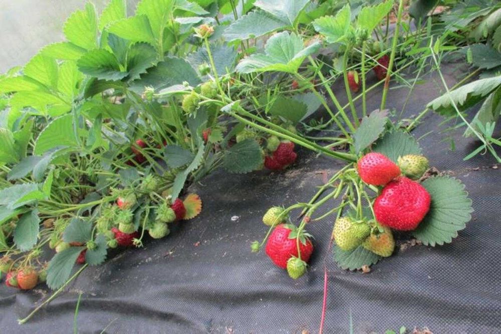 Агроволокно-Мульча (черный), (0.9х1000), пр. Турция, УФ- 5%