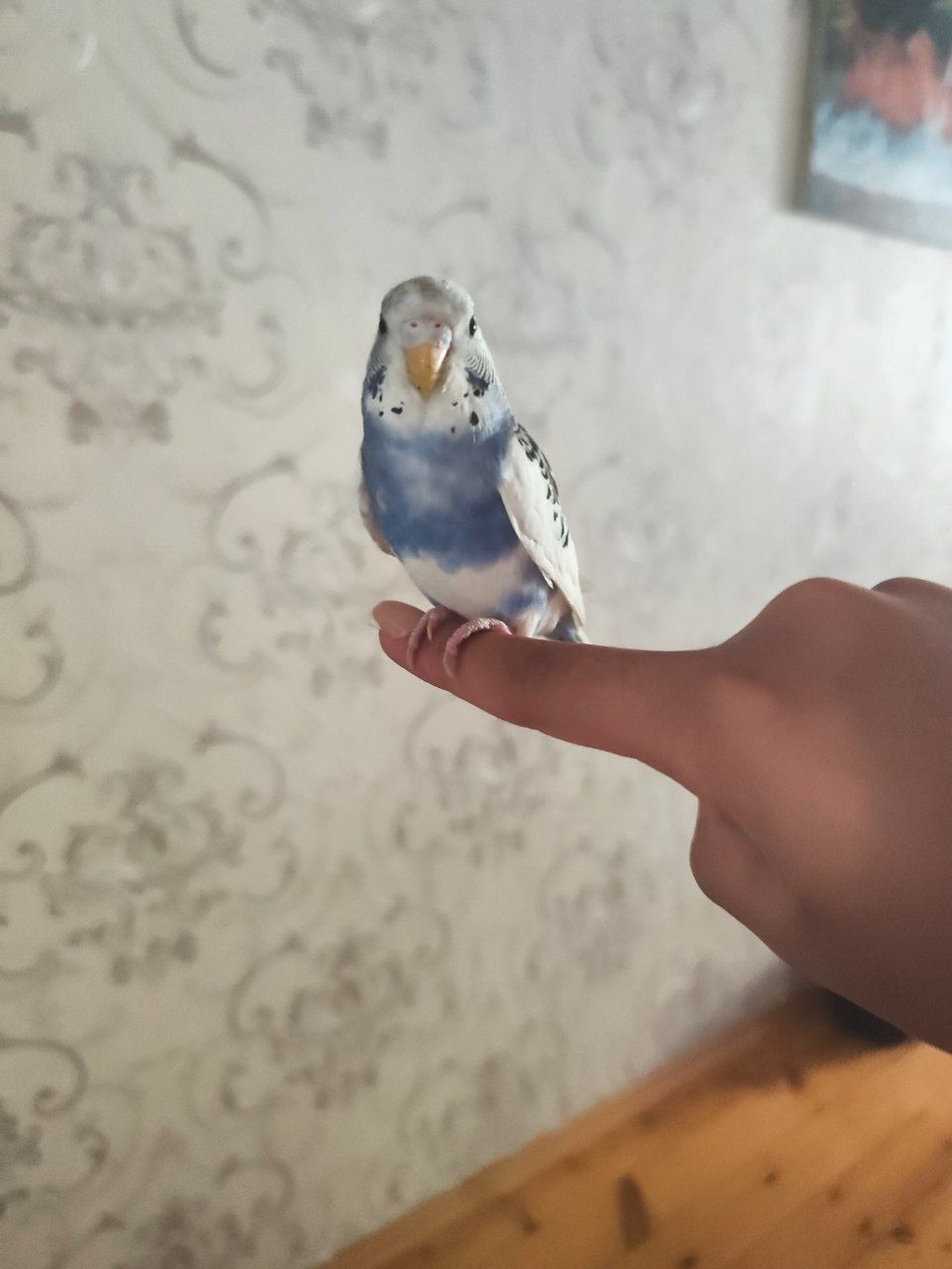 Продаю волнистых попугаев и клетку