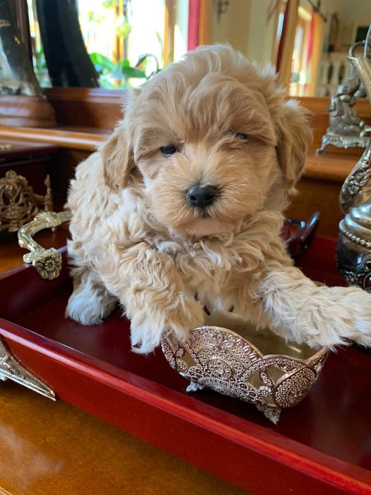 Fetiță Maltipoo jucăușă