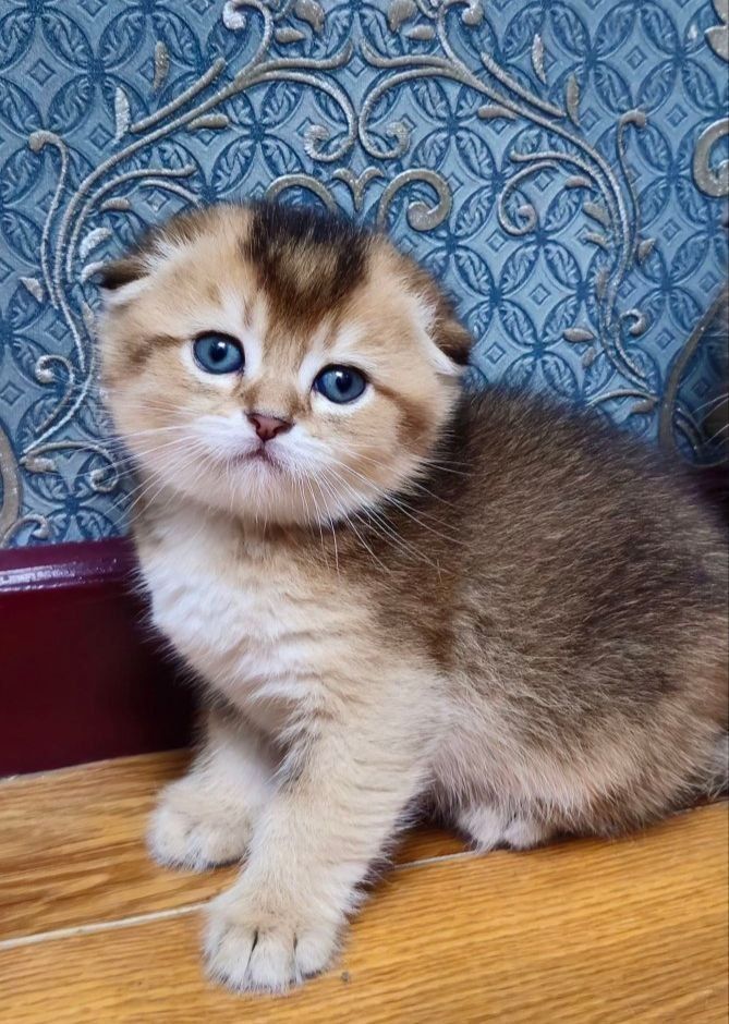 Скотиш фолд золотая шиншилла