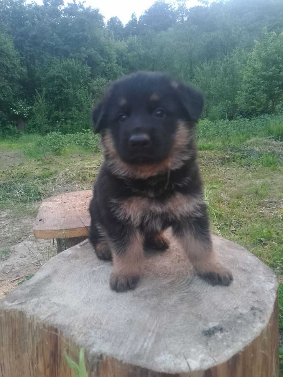 Vând pui , mascul Ciobanesc German
