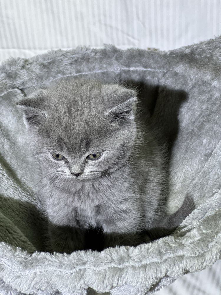 Brittish Shorthair