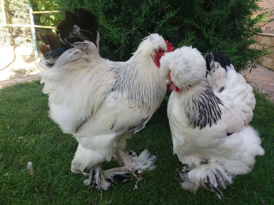 Шолк, Мрамор, Белый Золота ва шу расмдаги товукларни тухумлари бор