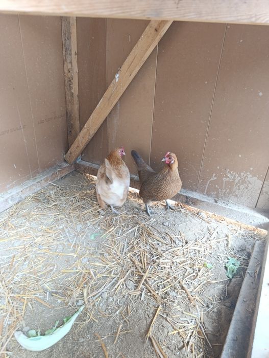 Yapon tovuqlar sotladi 2ta