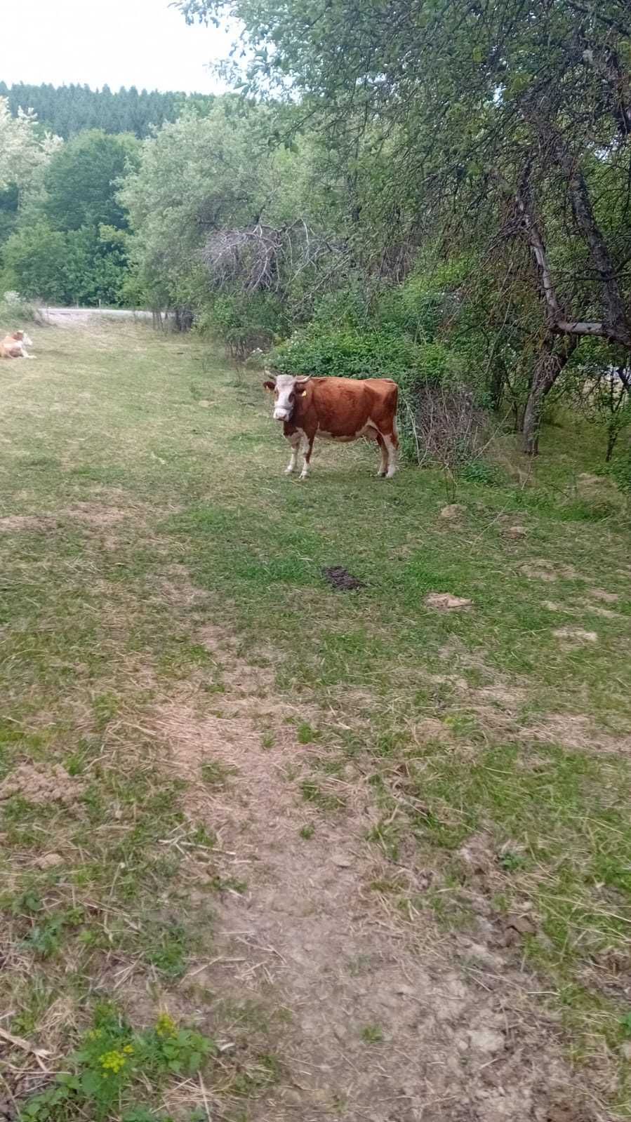 Vaci si viței de vânzare