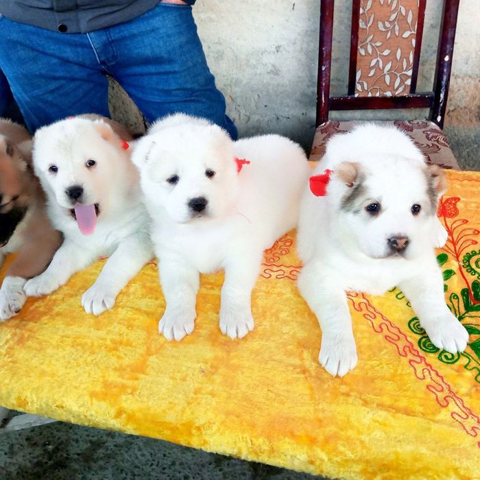 Щенки туркменского алабая