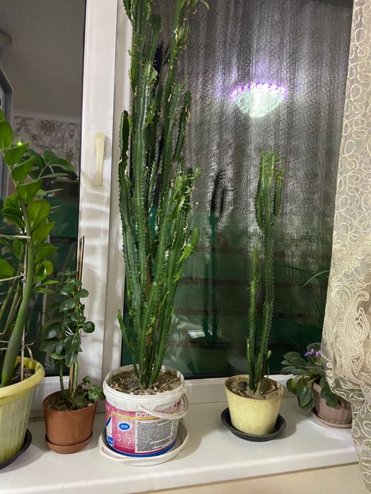 Продам цветы.Кактус