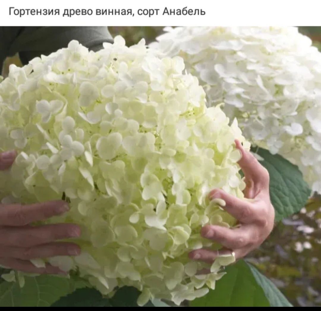 Гортензии  жасмин  пузыреплодник  аконит  гравилат  спиреи  айва  япон