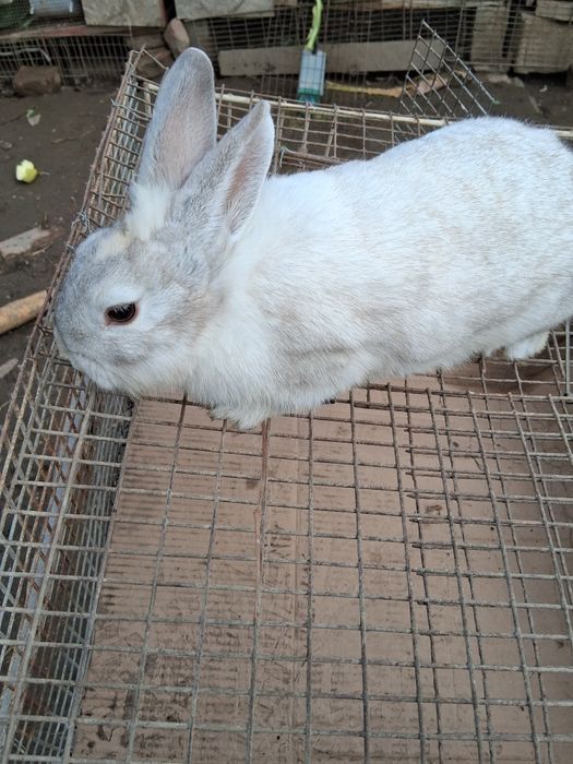 Iepuri pitici cap de leu și berbec german