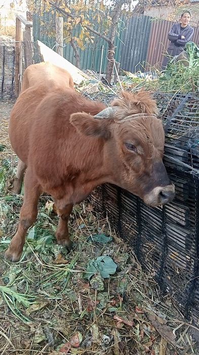 Продам бычка полтара годовалый