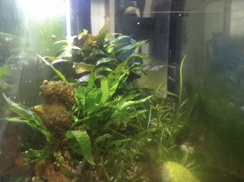 Водоросли папоротник