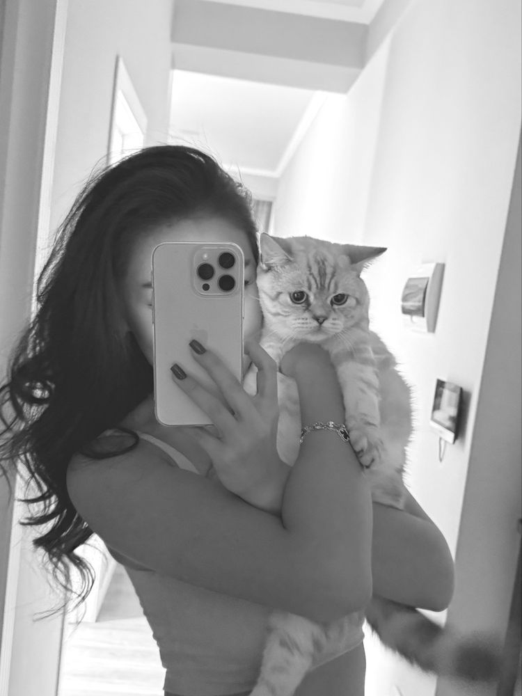 Кот на вязку скотиш страйт