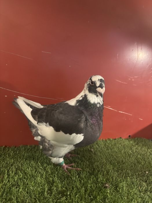 Porumbei americani AGH maturi si tineri