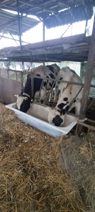 Tauri mari de vanzare