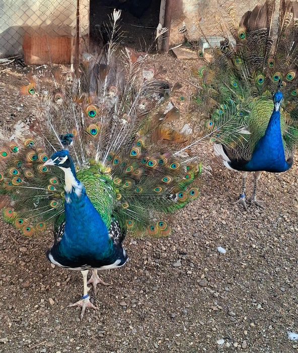 Mascul paun umăr negru purtător de ochi alb  !