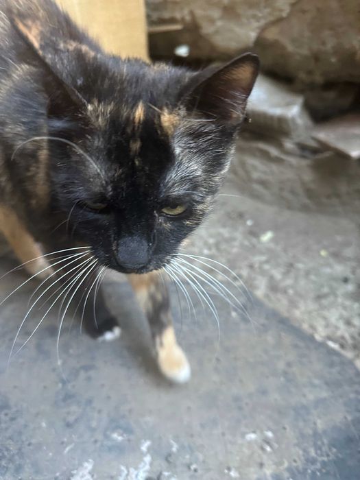 Pisici pentru adoptie