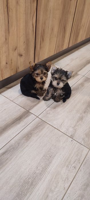 Йорки. Прекрасни представители на породата