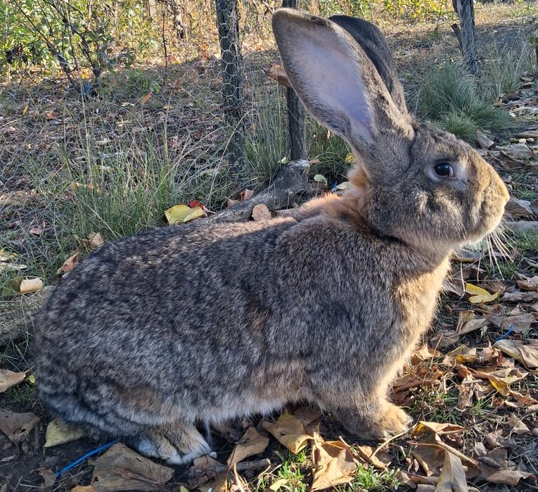 Vand Mascul Uriaș German