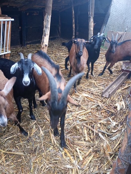 Vând 6 capre  și un țap