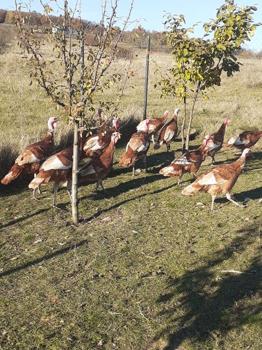 Curci de vânzare Red Bourbone