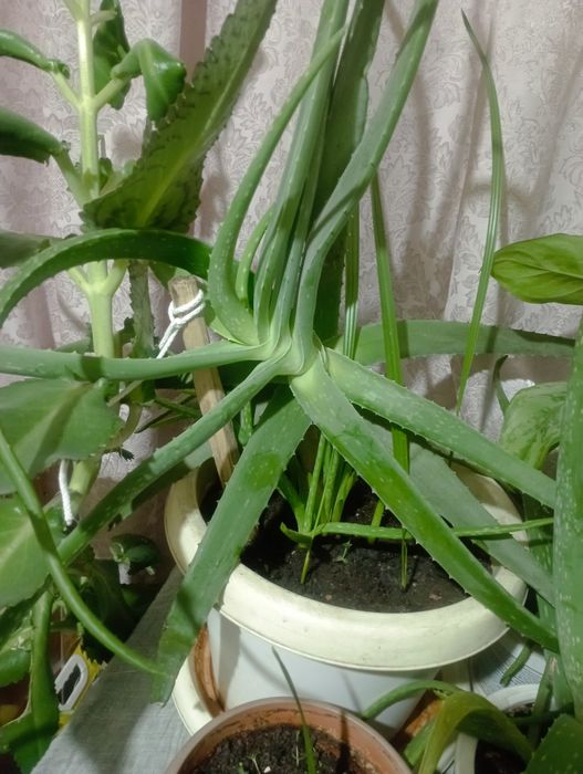 Алоэ 7 лет и три финиковые пальмы