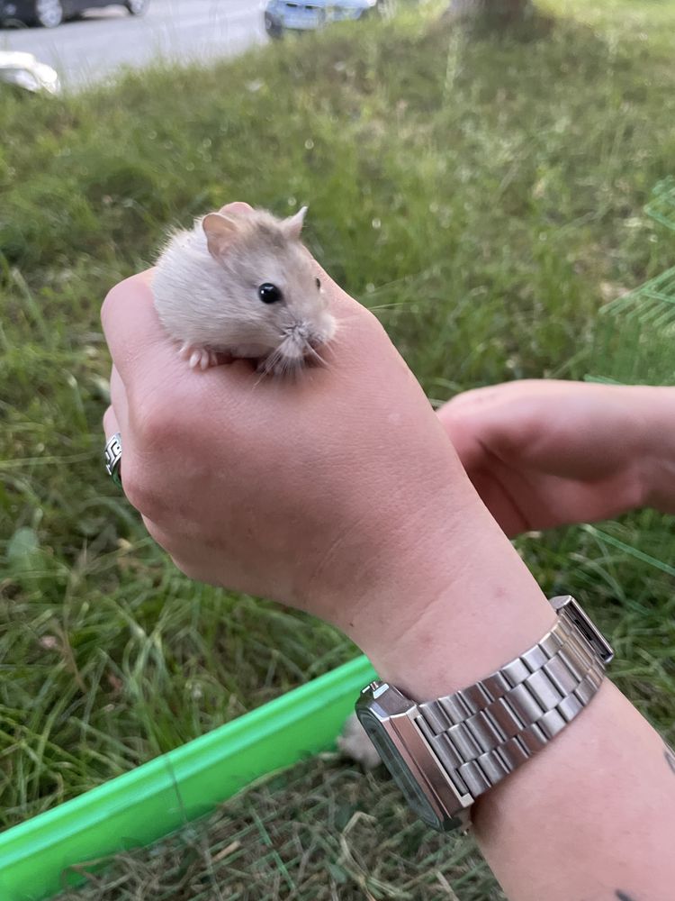Vând pui de hamsteri