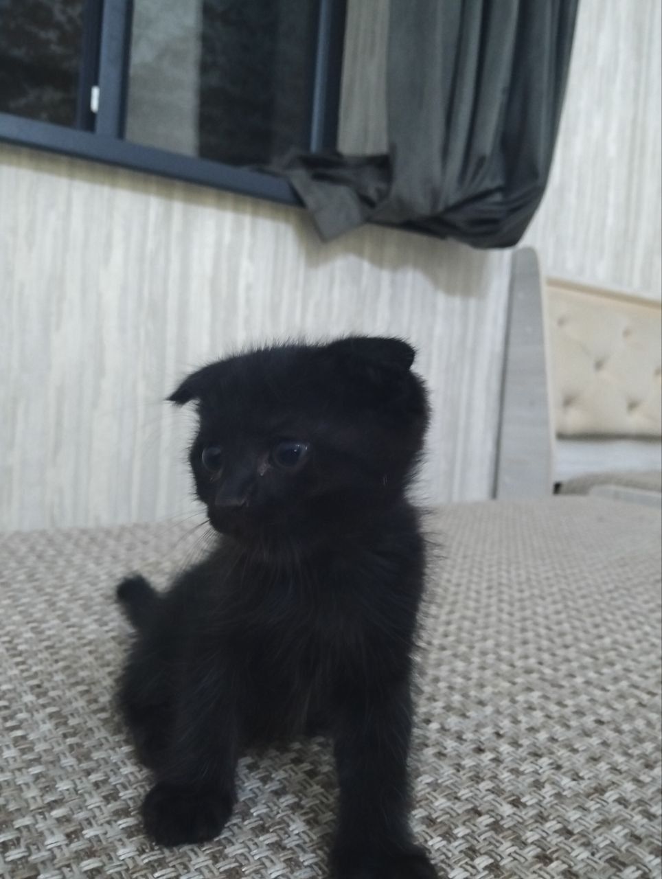 Скоттиш фолд метис