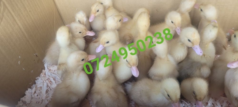 Boboci de rață pekin,polare și rate macaitoare românești