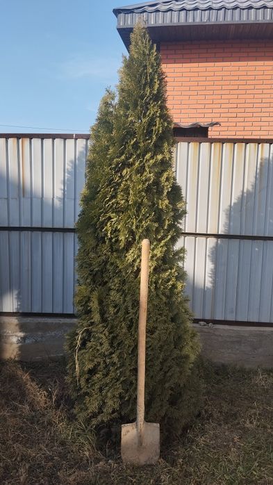 Продам  Тую. Конусная