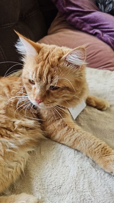 SOS Пропал кот SOS