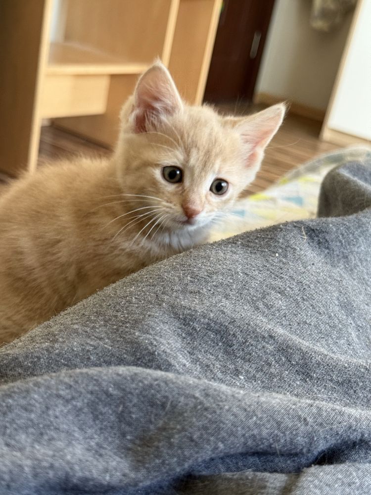 Подарявам мъжко коте