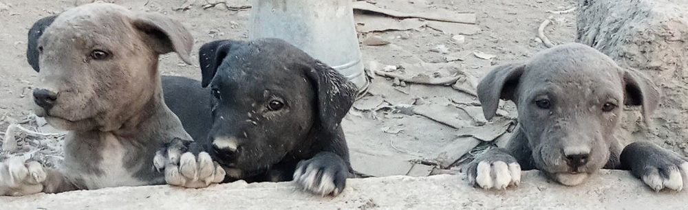 Продаётся питбуль