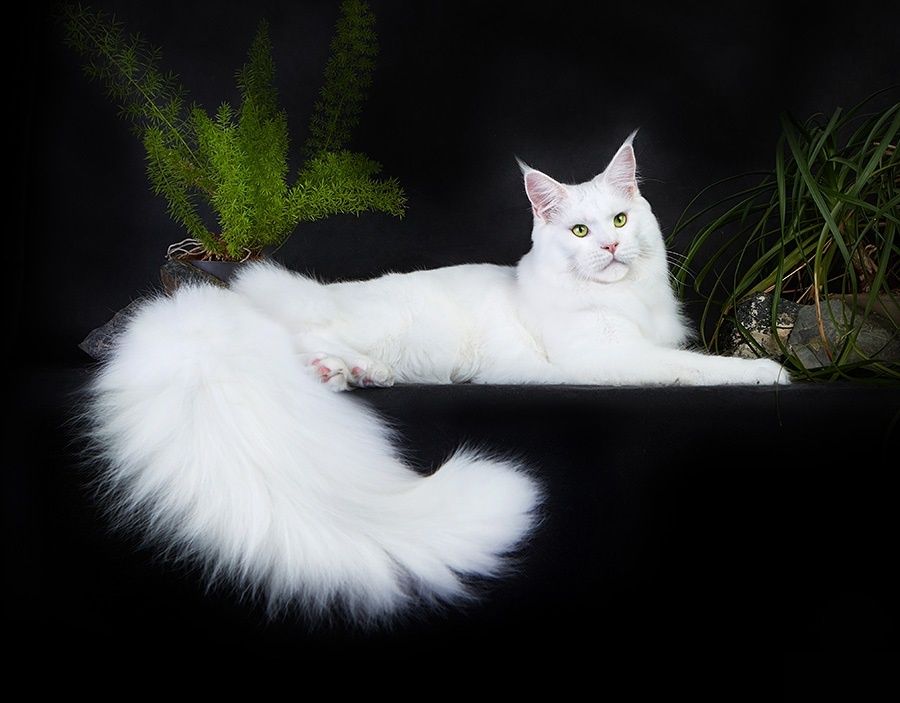 НЕЖНЫЕ- БЕЛЫЕ котята Мейн Кунов