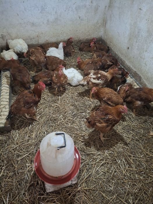 Vind Pui rasă mixtă de la 2,5 kg până la 3 kg