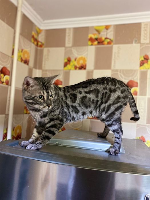 Бенгальский кот ищет кошек на вязку