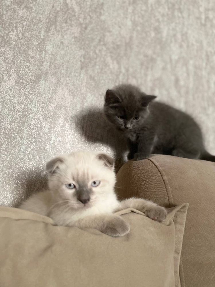 Котёнок маленький