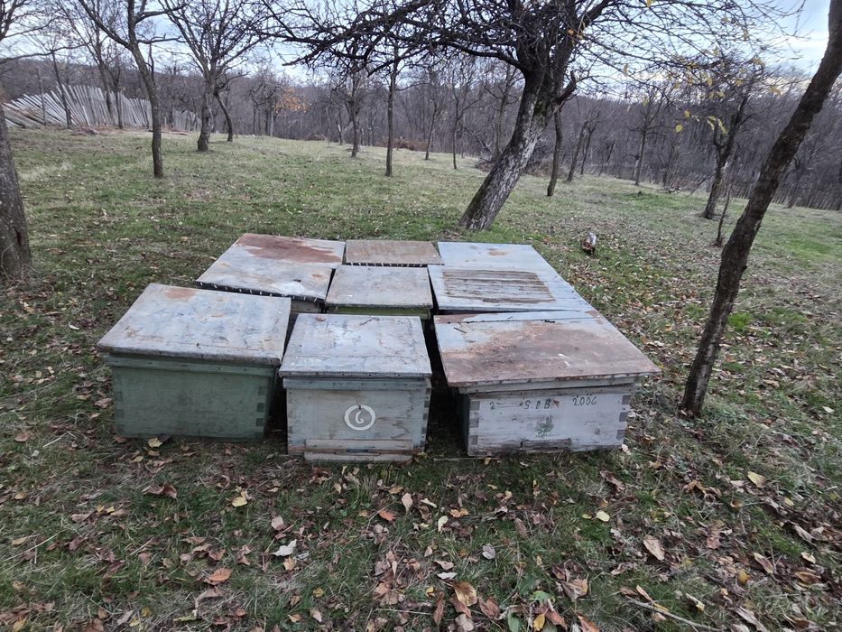 Lazi de stupi apicola