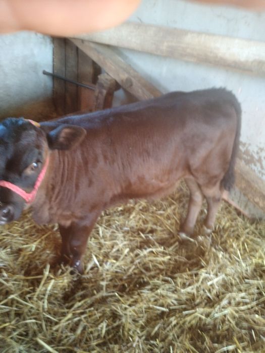 Vând vițea de 2 luni Angus.
