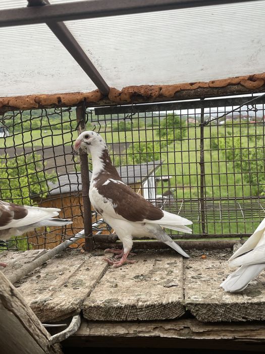 Vand  voiajori germani, pui. (simi)