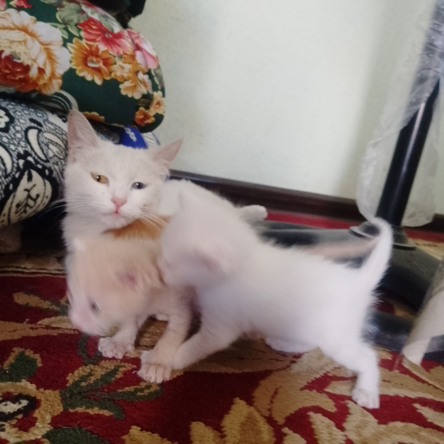 Mushukchalar ona va bola