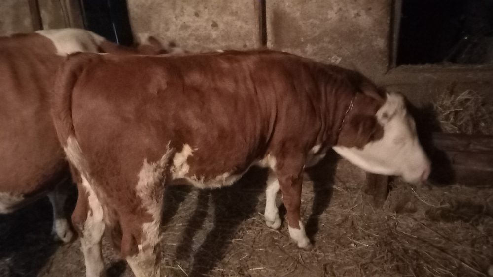 Se vinde un vițel de bivol de 3 luni și o vitea de vaca de 10 luni