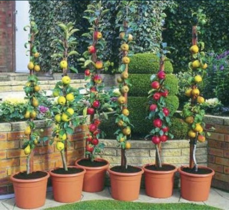 Pomi columnari anul 2/3/4 direct pe rod