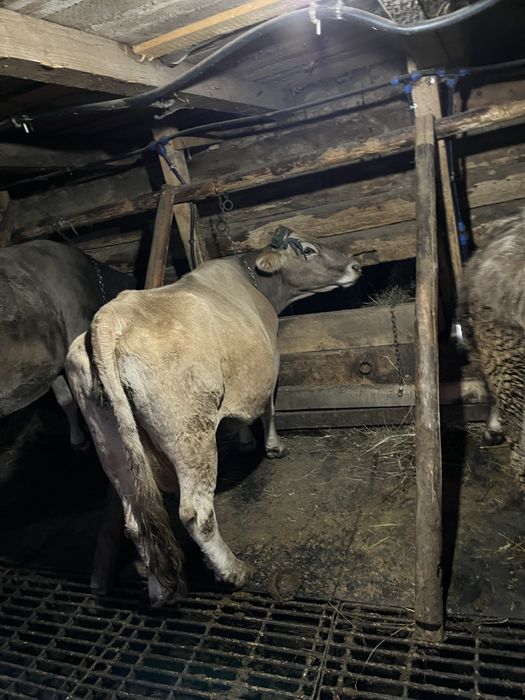 Vind vaca buna de lapte