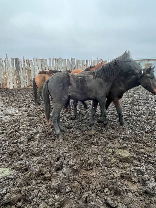 Продам лошадь на согым.