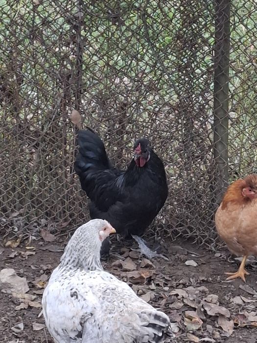 De vânzare cocoși pitici