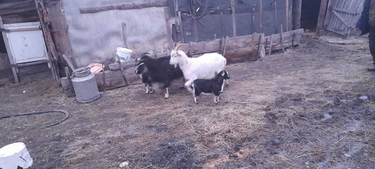 Продам коз, находятся в селе Озёрное