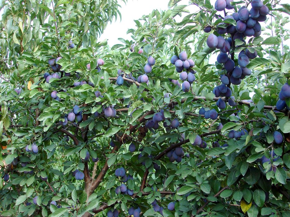 Pomi fructiferi normali Pruni