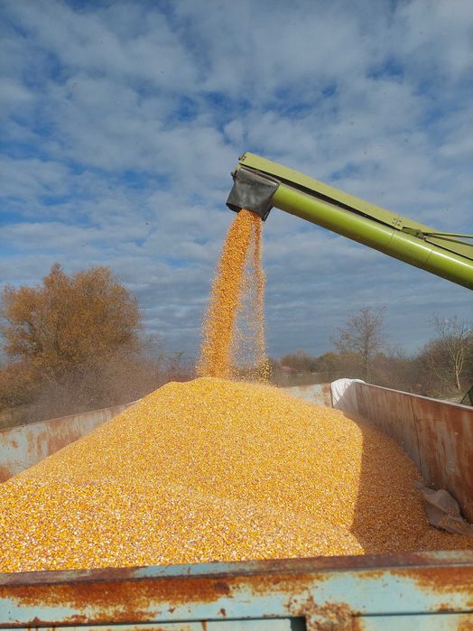 Porumb boabe 2025 (asigur transport)